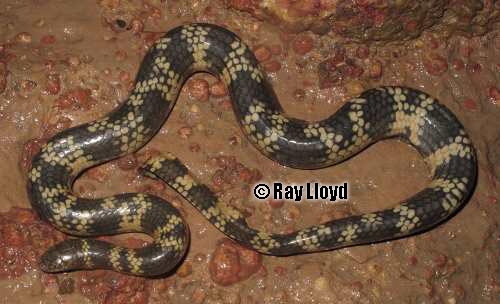 mosaic sea snake (Aipysurus mosaicus)