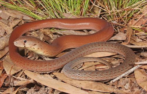 Pygopus Alchetron, The Free Social Encyclopedia