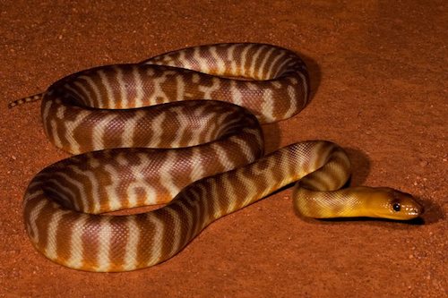 Aspidites Melanocephalus