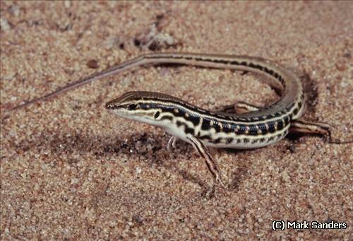 Ctenotus Alchetron, The Free Social Encyclopedia