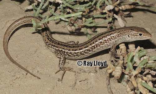 Ctenotus Alchetron, The Free Social Encyclopedia