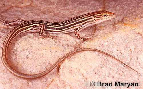 Tenlined ctenotus (Ctenotus decaneurus) at the Australian Reptile