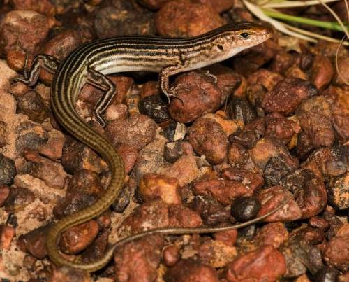 Chained ctenotus (Ctenotus halysis) at the Australian Reptile Online