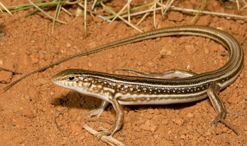Leonhard's ctenotus (Ctenotus leonhardii) at the Australian Reptile