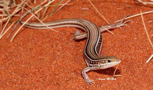 Royal ctenotus (Ctenotus regius) at the Australian Reptile Online