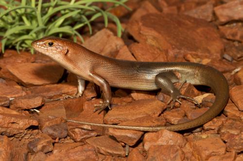 Ruddy ctenotus (Ctenotus rubicundus) at the Australian Reptile Online