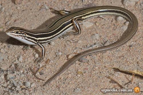 Coppertailed skink (Ctenotus taeniolatus) at the Australian Reptile