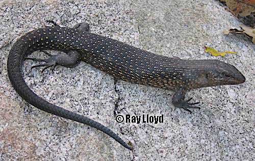 Egernia kingii Alchetron, The Free Social Encyclopedia