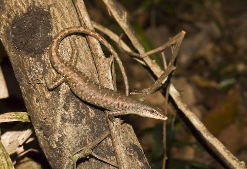 AROD > Reptiles / Squamata / Scincidae / Emoia