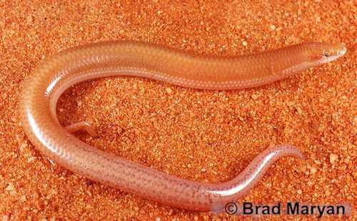 Robust duneslider (Lerista ips) at the Australian Reptile Online ...