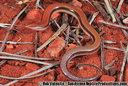 southern sandslider (Lerista labialis)