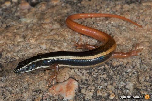 Lined firetailed skink (Morethia ruficauda) at the Australian Reptile