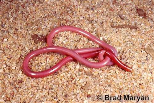 Murchison blind snake (Anilios leptosoma)