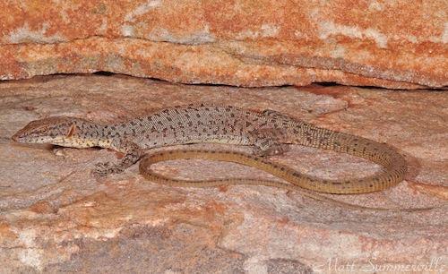 Long Tailed Rock Monitor Varanus Kingorum At The Australian Reptile Online Database Au