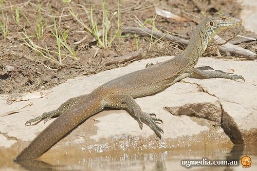 Mertens' water monitor (Varanus mertensi)