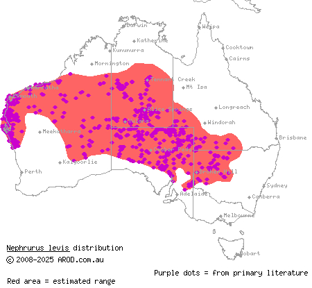 smooth knob-tailed gecko (Nephrurus levis) distribution range map