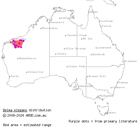 Pilbara delma (Delma elegans) distribution range map