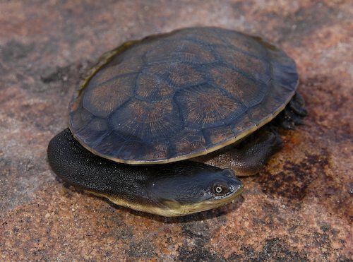 sandstone long-necked turtle (Chelodina burrungandjii)
