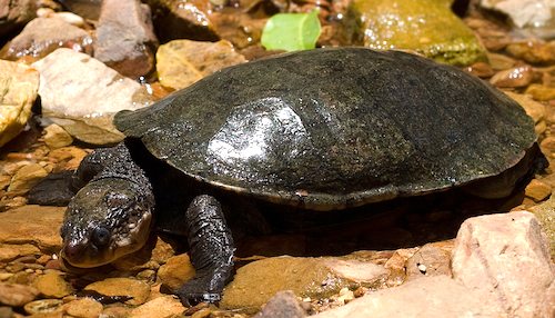 AROD > Reptiles / Testudines / Cheluidae / Elseya