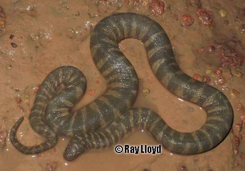 little file snake (Acrochordus granulatus)