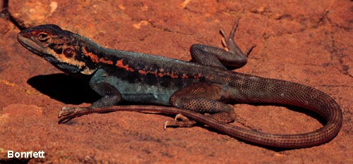 Barrier Range dragon (Ctenophorus mirrityana)