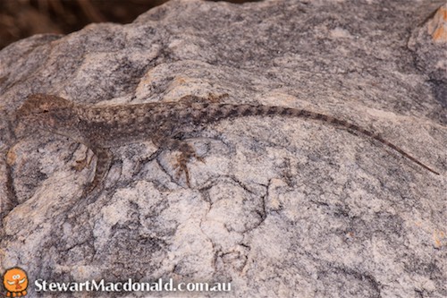 robust two-lined dragon (Diporiphora bennettii)