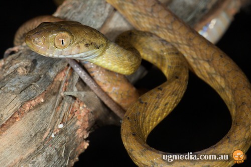 brown tree snake (Boiga irregularis)