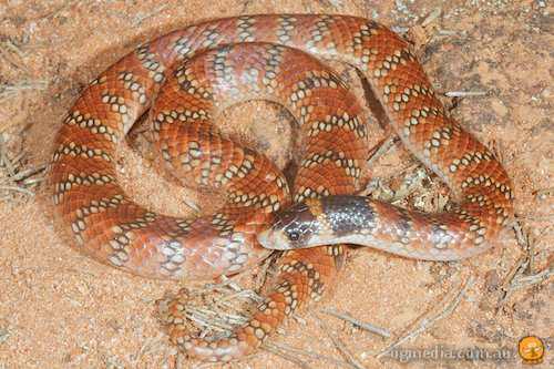 Australian coral snake (Brachyurophis australis)
