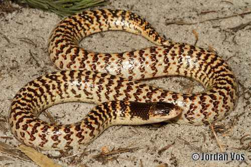 narrow-banded shovel-nosed snake (Brachyurophis fasciolatus)
