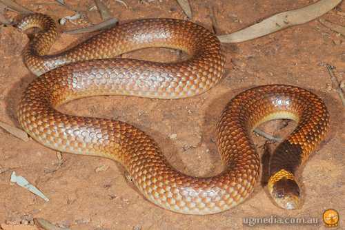 unbanded shovel-nosed snake (Brachyurophis incinctus)