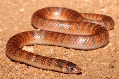 southern shovel-nosed snake (Brachyurophis semifasciatus)