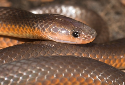 northern small-eyed snake (Cryptophis pallidiceps)