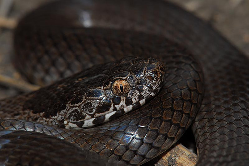 ornamental snake (Denisonia maculata)