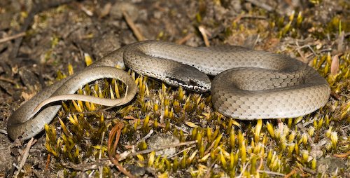 white-lipped snake (Drysdalia coronoides)