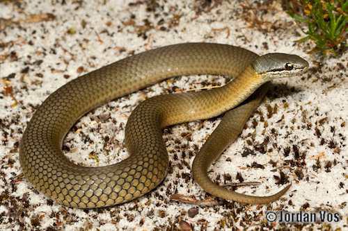 western crowned snake (Elapognathus coronatus)