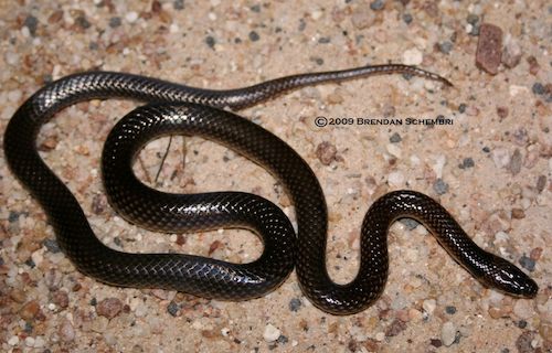 yellow-naped snake (Furina barnardi)