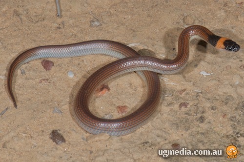 orange-naped snake (Furina ornata)