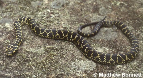 broad-headed snake (Hoplocephalus bungaroides)