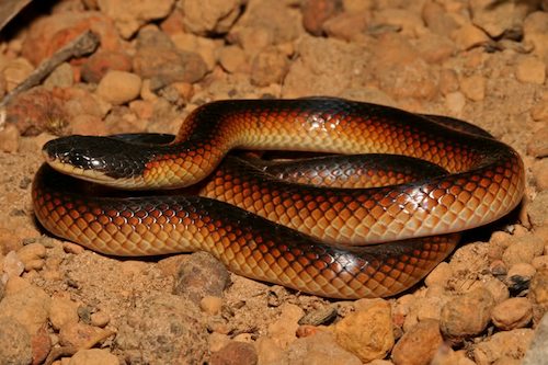 Mitchell's short-tailed snake (Parasuta nigriceps)