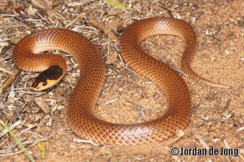 mallee black-headed snake (Parasuta spectabilis)