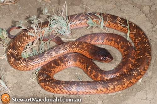 Collett's snake (Pseudechis colletti)