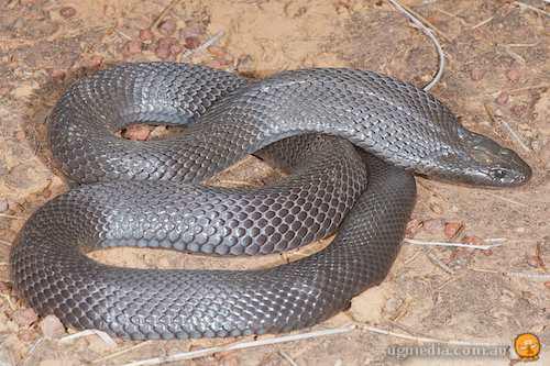 spotted black snake (Pseudechis guttatus)