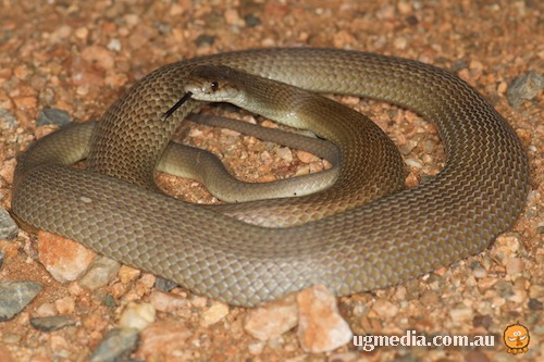 Eastern pygmy mulga snake (Pseudechis pailsei)