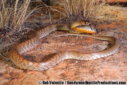 shield-snouted brown snake (Pseudonaja aspidorhyncha)
