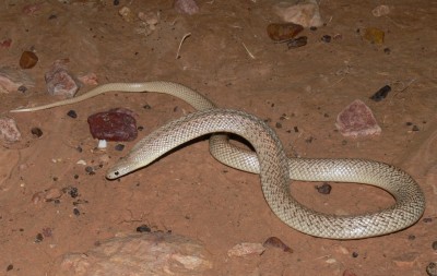 speckled brown snake (Pseudonaja guttata)
