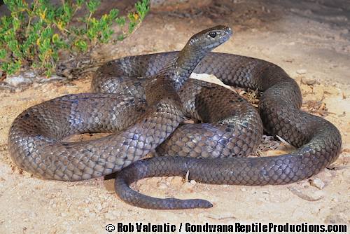 Peninsula brown snake (Pseudonaja inframacula)