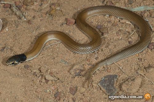 curl snake (Suta suta)