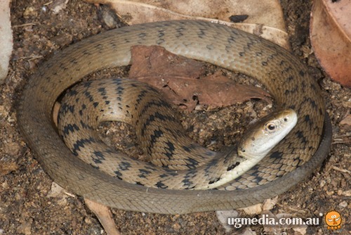 rough-scaled snake (Tropidechis carinatus)