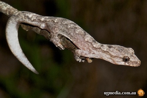 clouded gecko (Amalosia jacovae)