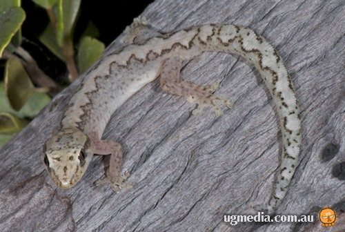 zigzag velvet gecko (Amalosia rhombifer)